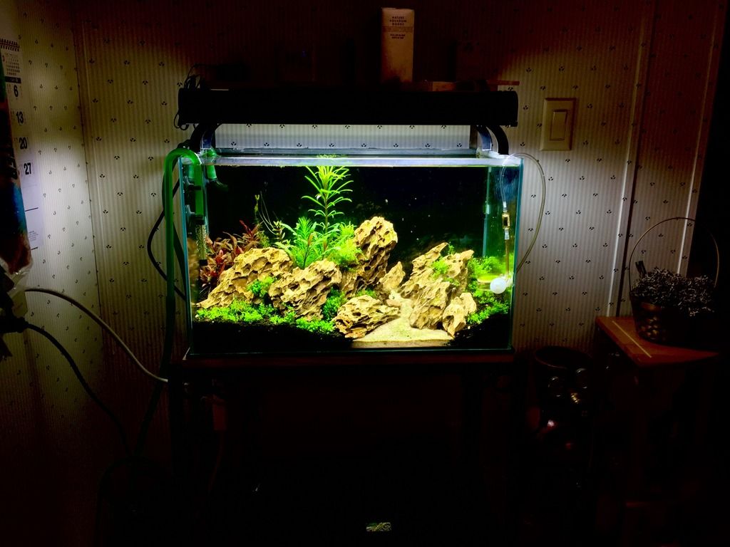 17.1 Gallon Rimless Tank Aquascaping with Ohko (Dragon) Stones Jungle
